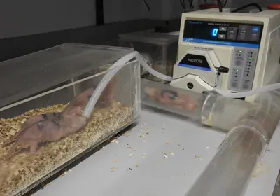 mole rat, environmental DNA, eDNA, airborne DNA, Techniques, Ecology & Environment, biomonitoring, field monitoring, mammals, genetics & genomics